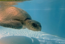 Handhu Turtle patient Handhu recovering in the tank at the Rescue Centre. Image.