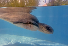 Handhu Turtle patient Handhu recovering in the tank at the Rescue Centre. Image.