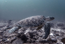 Tom8, adult male green turtle Adult make green turtle swimming over a reef, Laamu Atill, Maldives. Image,