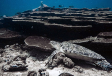 Tom8, adult male green turtle Adult male green turtle resting below table corals. Image.