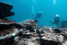 Tom8, adult male green turtle Adult male green turtle being observed by divers. Image.