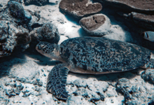 Tom8, adult male green turtle Adult male green turtle resting at the sea btottom. Image.
