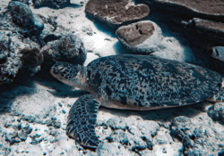Tom8, adult male green turtle Adult male green turtle resting at the sea btottom. Image.