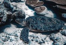 Tom8, adult male green turtle Adult male green turtle resting at the sea btottom. Image.