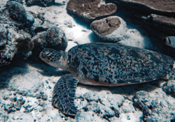 Tom8, adult male green turtle Adult male green turtle resting at the sea btottom. Image.