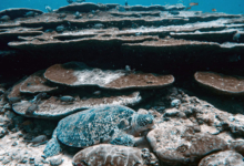 Tom8, adult male green turtle Adult mlae green turtle resting below table corals, Laamu Atoll, Maldives. Image.