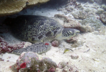 Tom8, adult male green turtle Adult male green turtle at the sea bottom, Laamu Atoll, Maldives. Image.