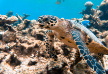 Roanna, juvenile hawksbill Juvenile hawksbill turtle swimming over a colourful coral reef, Laamu Atoll, Maldives. Image.