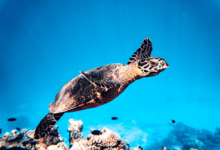 Roanna, juvenile hawksbill Juvenile sawksbill turtle swimming in the blue, Laamu Atoll, Maldives. Image.