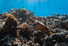 Roanna, juvenile hawksbill Juvenile hawksbill turtle swimming over a colourful coral reef, Laamu Atoll, Maldives. Image.