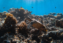 Roanna, juvenile hawksbill Juvenile hawksbill turtle swimming over a colourful coral reef, Laamu Atoll, Maldives. Image.
