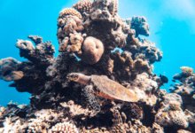 Roanna, juvenile hawksbill Juvenile hawksbill turtle swimming next to a colourful coral reef, Laamu Atoll, Maldives. Image.