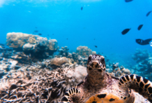 Roanna, juvenile hawksbill Juvenile sawksbill turtle looking at the camers, Laamu Atoll, Maldives. Image.