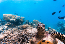 Roanna, juvenile hawksbill Juvenile sawksbill turtle looking at the camers, Laamu Atoll, Maldives. Image.