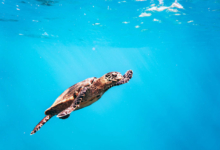 Roanna, juvenile hawksbill Juvenile sawksbill turtle swimming in the blue, Laamu Atoll, Maldives. Image.