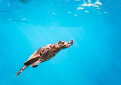 Roanna, juvenile hawksbill Juvenile sawksbill turtle swimming in the blue, Laamu Atoll, Maldives. Image.