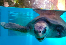 Kurangi Turtle patient Kurangi in her rehabilitation tank on the eve of her release. Image.
