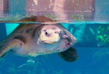 Kurangi Turtle patient Kurangi looking through the tank at the Rehabilitation Centre. Image.