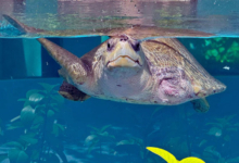 Kurangi Turtle patient Kurangi looking through tank at the Rehabilitation Centre. Image.