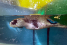Kurangi Turtle patient Kurangi in the tank at the Rescue Centre. Image.