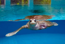 Kurangi, Released Turtle patient Kurangi at the Rehabilitation Centre. Image.