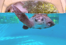 Kurangi Turtle patient Kurangi in the tank at Raa Atoll Rehabilitation Centre. Image.