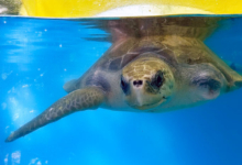 Kurangi Turtle patient Kurangi in the tank at the Rescue Centre. Left flipper missing. Image.