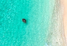 Kurangi Turtle patient Kurangi released from the beach at Joali Being, Maldives. Image.