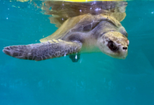Kurangi Turtle patient Kurangi in the tank at the Rescue Centre, right flipper outstretched. Image.