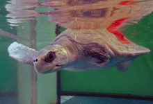 Kurangi Turtle patient Kurangi with a Targeted External Weight Therapy device in the tank at the Rescue Centre. Image.