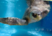 Kurangi Turtle patient Kurangi recovering at the Rescue Centre. Image.