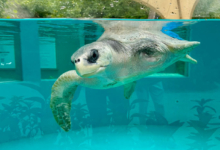 Kurangi in her new home at Raa Sea Turtle Rehabilitation Centre Turtle patient Kurangi in the tank at her new home at Raa Sea Turtle Rehabilitation Centre. Image.