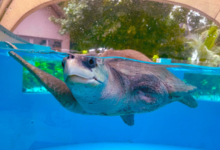 Kurangi Turtle patient Kurangi recovering in the tank at the Raa Rehabilitation Centre. Image.