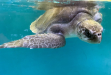Kurangi Turtle patient Kurangi in the tank at the Rescue Centre. Image.