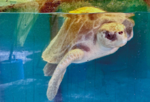 Kurangi Turtle patient Kurangi in the tank at the Rescue Centre. Image.
