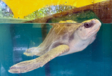 Turtle patient Kurangi in the tank at the Rescue Centre. Image.