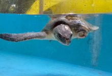 Kurangi Turtle patient Kurangi recovering in the tank at the Rescue Cenre after surgery to amputate her left flipper. Image.