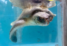 Kurangi Turtle patient Kurangi recovering in the tank at the Rescue Cenre after surgery to amputate her left flipper. Image.