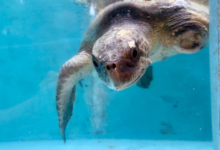 Kurangi Turtle patient Kurangi recovering in the tank at the Rescue Cenre after surgery to amputate her left flipper. Image.