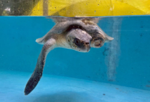 Kurangi Turtle patient Kurangi recovering in the tank at the Rescue Cenre after surgery to amputate her left flipper. Image.
