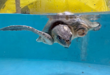 Kurangi Turtle patient Kurangi recovering in the tank at the Rescue Cenre after surgery to amputate her left flipper. Image.