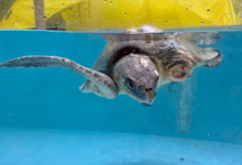 Kurangi Turtle patient Kurangi recovering in the tank at the Rescue Cenre after surgery to amputate her left flipper. Image.