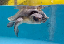 Kurangi Turtle patient Kurangi recovering in the tank at the Rescue Cenre after surgery to amputate her left flipper. Image.