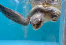 Kurangi Turtle patient Kurangi recovering in the tank at the Rescue Cenre after surgery to amputate her left flipper. Image.