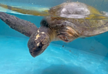 Kurangi Turtle patient Kurangi recovering in the tank at the Rescue Cenre after surgery to amputate her left flipper. Head injuries visible. Image.