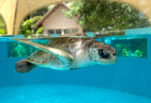 Kurangi Turtle patient Kurangi in the tank at the Rescue Centre. Image.