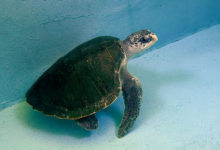 Aisha Turtle patient Aisha at the bottom of her tank at the Rescue Centre. Image.