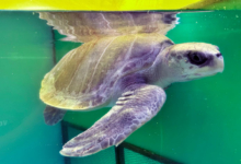 Aisha Turtle patient Aisha in the tank at the Rescue Centre. Image.