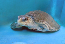 Aisha Turtle patient Aisha recovering at the Rescue Centre. Image.