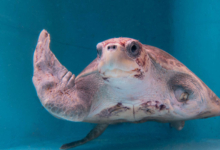 Aisha Aisha in the tank at the Rescue Centre. Image.